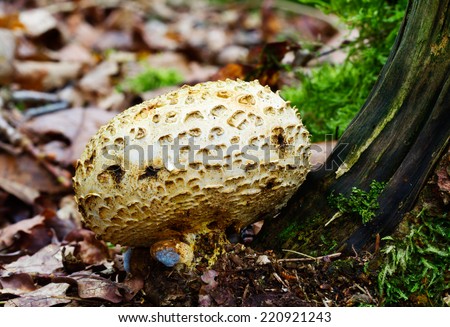 Pigskin poison puffball or Common earth ball at the foot of a rotting tree