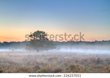 Ground fog on heath at sunrise