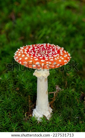 Fly agaric or Fly amanita in Hair moss
