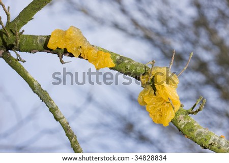 yellow brain fungus on oak