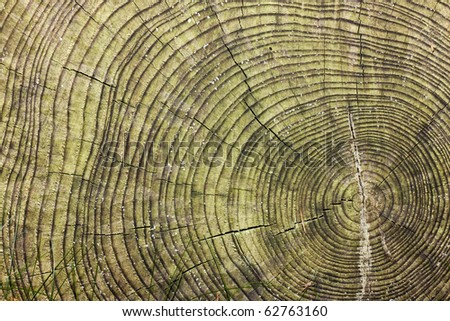 Annual rings in a tree trunk