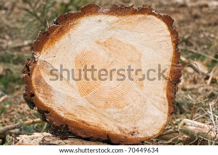 Tree rings in the trunk of a Larch tree