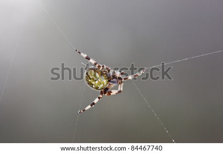 European garden spider (Araneus diadematus), also known as Diadem spider, Cross spider, or Cross orbweaver in a web with dewdrops.