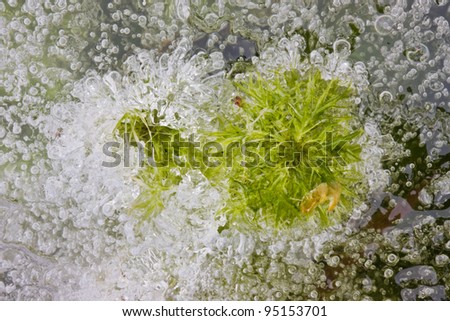 Sphagnum peat moss frozen in ice