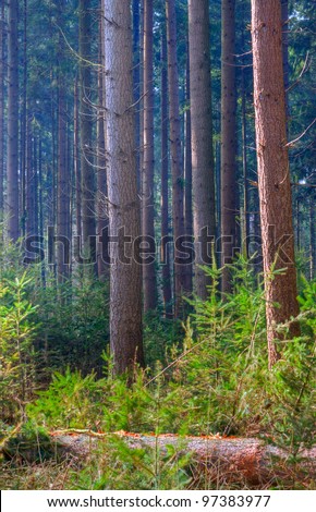 Forestry: Douglas fir, seedlings and a felled tree
