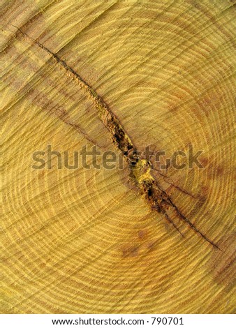 Cut Piece of Osage Orange (Hedge Wood)