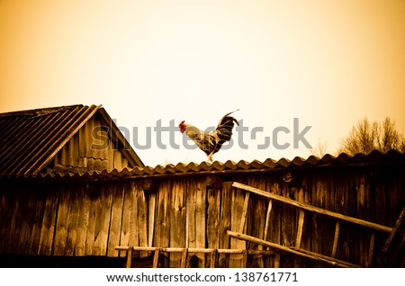 Cock On A Rural Roof