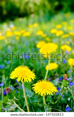 background of yellow flowers in the meadow