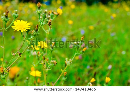 background of yellow flowers in the meadow