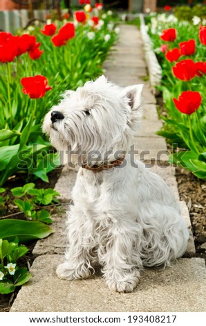 white dog in the garden