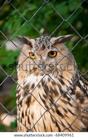 Owl In Cage