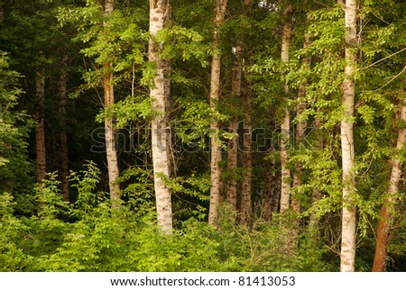 beautiful birch forest in summer