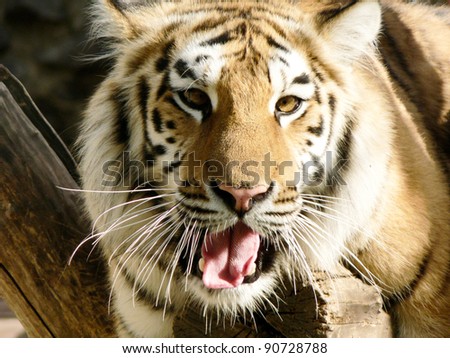a tiger on a branch with open mouth