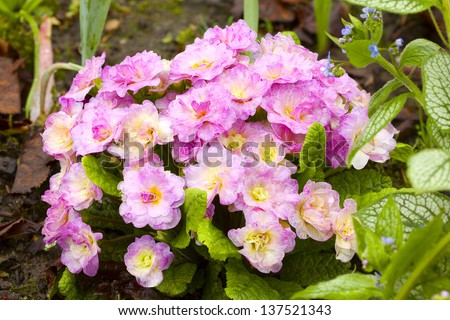 Pink primroses (Primula) in the garden, after the rain. Cloudy day. Spring flowers in the garden. Adobe RGB. DFF image