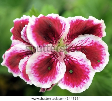 purple red flower white edges
