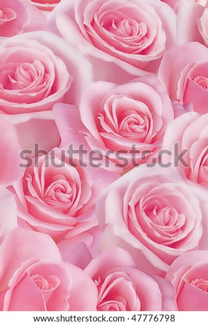 big pink roses pictures. Big Pink Roses Pictures. stock