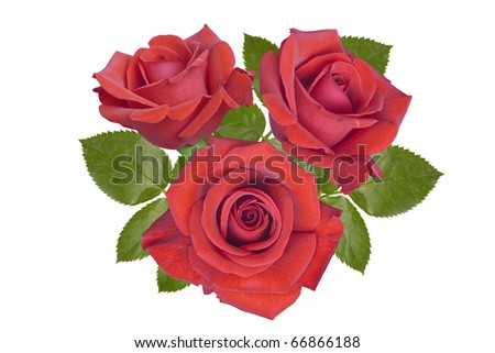 a bunch roses