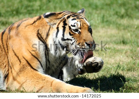 Tiger laying in the grass licking his paw.