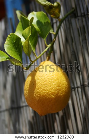Closeup of a fresh lemon on the tree