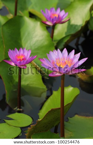 Water Lilly flowers and leaves on a pond