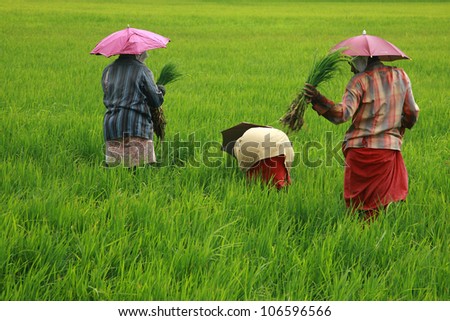 ALLEPPEY, INDIA - JULY 01 : Women workers wearing umbrella caps picking the rice seedlings from the paddy fields of Kuttanad for transplanting on July 01, 2012 in Alleppey, Kerala, India.