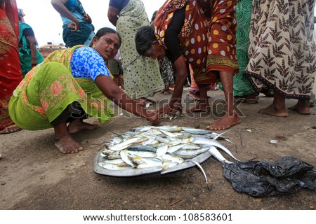 KANYAKUMARI - JUL 25: Unidentified fish seller collects the fish she auctioned in the open fish market  on July 25, 2012 in Kanyakumari, Tamilnadu, India.