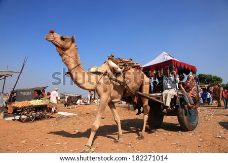 PUSHKAR, INDIA - NOV 19: Unidentified farmers travel in a camel cart in the Pushkar Fair on November 19, 2010. Pushkar fair is held annually in Rajasthan to trade camels, horses and cattle.