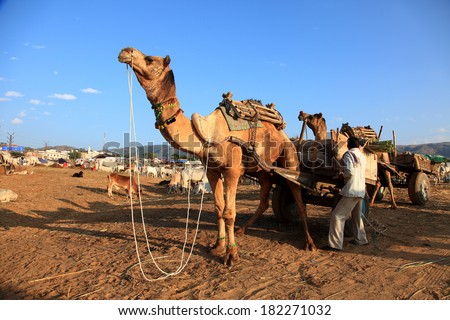 PUSHKAR, INDIA - NOV 18: Farmers use camels to transport good in the Pushkar Fair on November 18, 2010. Pushkar fair is held annually in Rajasthan to trade camels, horses and cattle.
