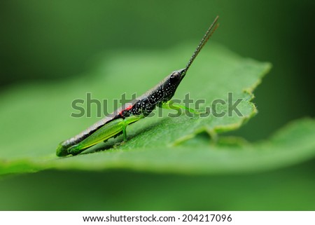 Close up of a grasshopper sits on a leaf
