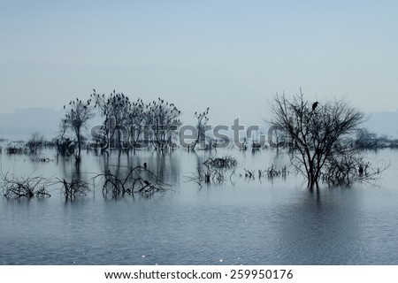 Ana Sagar lake in Ajmer with silhouettes of trees and birds. A foggy morning scene