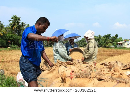 ALLEPPEY, INDIA - APR 04 : Unidentified farmers engage in the post harvest jobs in the rice fields in April 04, 2015 in the Kuttanad region in Alleppey, Kerala, India