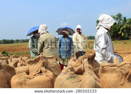 ALLEPPEY, INDIA - APR 04 : Unidentified farmers engage in the post harvest jobs in the rice fields in April 04, 2015 in the Kuttanad region in Alleppey, Kerala, India