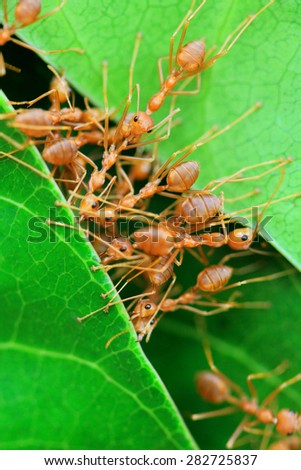 Red ants work as a team to build their nest