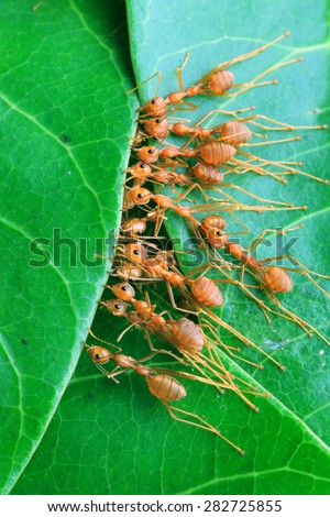 Red ants work as a team to build their nest