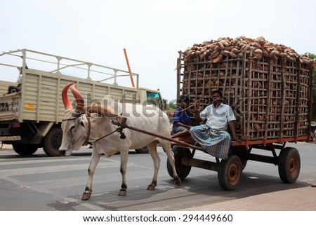 THANJAVUR, INDIA -JUL 31 :An unidentified man transport a heavy load in bullock cart on July 31, 2012 in Thanjavur, India. Bullock carts are still used in some part of india for goods transportation