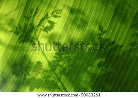Shadows of leaves falling on a a banana leaf