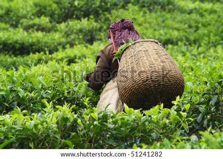 Woman picking tea leaves in a tea plantation