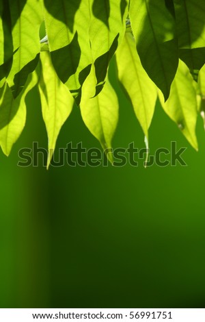 Green leaves in clear background