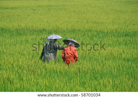 Women wearing umbrella hats working in  paddy fields. An Indian farming scene.