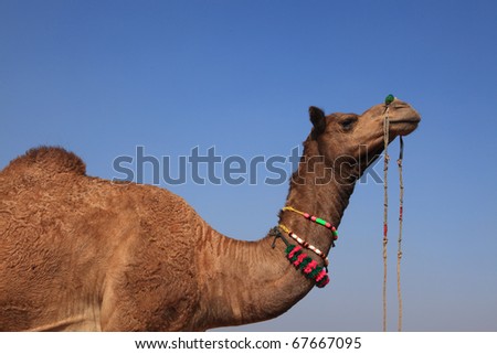 Side profile of an Indian camel