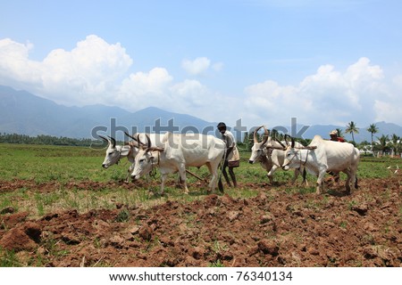 SENGOTTAI, INDIA - MAY 01 : Farmers plowing  agricultural field in traditional way where a plow is attached to bulls on May 01, 2011 in Sengottai, Tamilnadu, India.