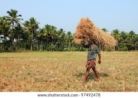 ERNAKULAM, INDIA - MAR 01 : A farmer walks with a head-load of hey in a harvested paddy field on March 1, 2012 in Ernakulam, Keralai, India. Paddy farms are fast disappearing from  the state of Kerala
