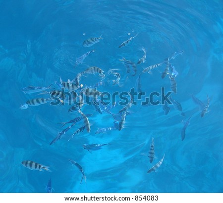 blue sea and many fishes