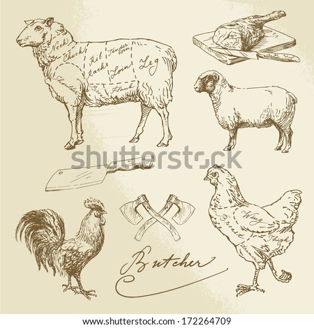 Domestic Animal Meat Diagrams hand drawn collection Domestic Animal Meat Diagrams hand drawn collection