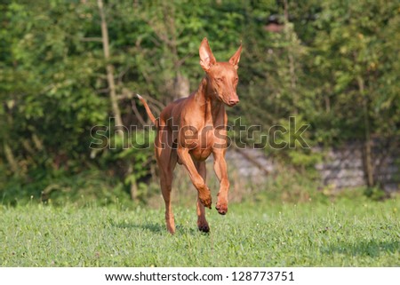 Nice pharaoh hound dog running