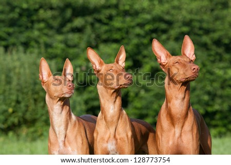Three nice dogs - Pharaoh Hound