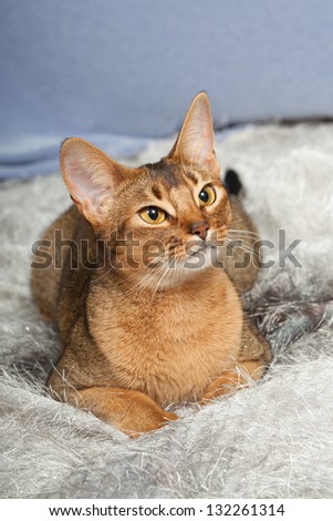 Portrait of nice cat - abyssinian cat