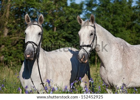 Portrait of two nice white horses in blooming meadow