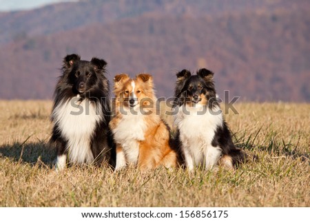 Portrait Of Nice Three Dogs - Sheltie