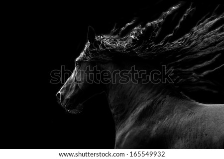 Black Horse Running On Black Background